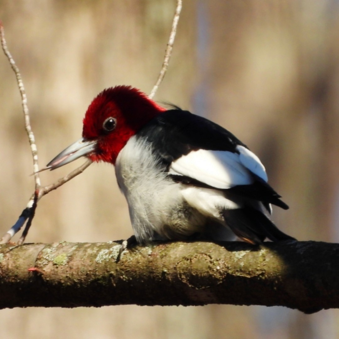 Red-headed Woodpecker - ML629197512