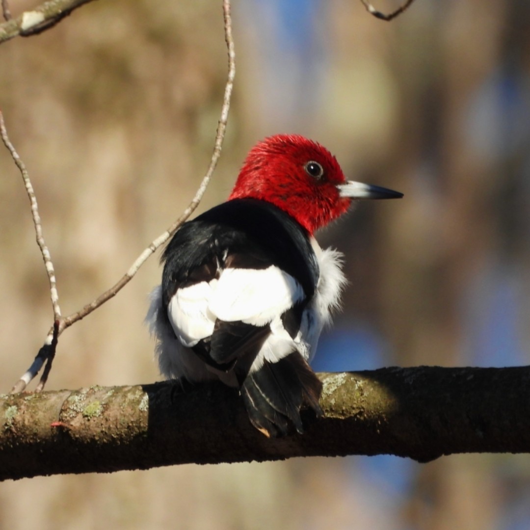 Red-headed Woodpecker - ML629197513