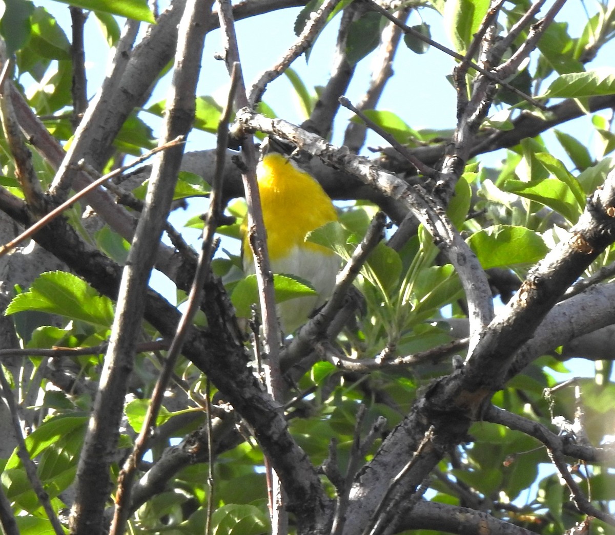 Yellow-breasted Chat - ML629197774