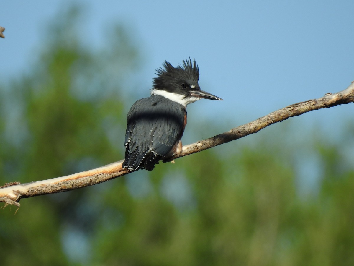 Belted Kingfisher - ML629197814