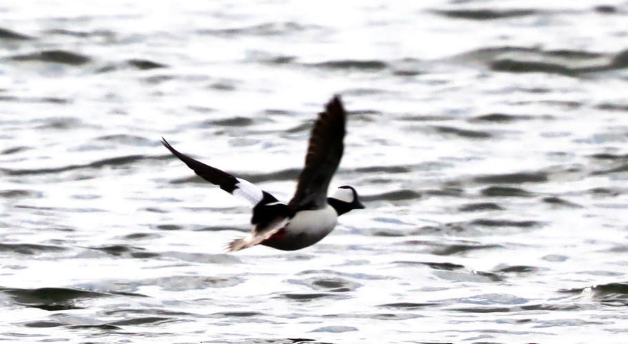 Bufflehead - ML629197969
