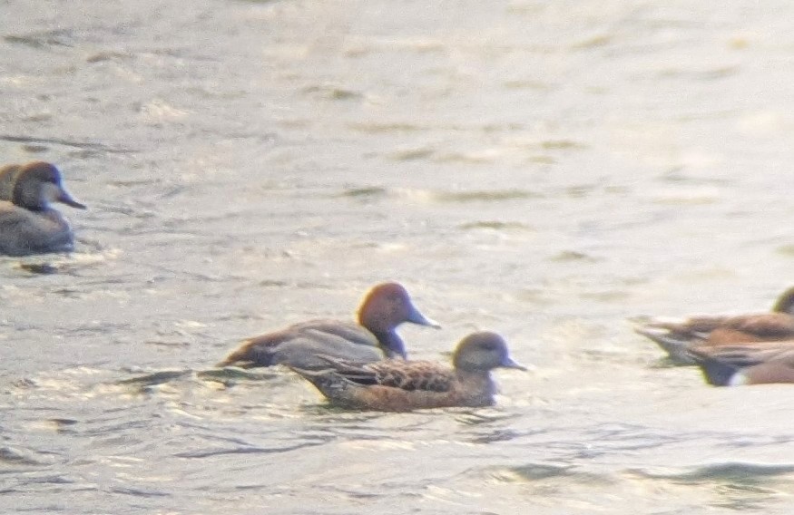 Redhead - ML629198146