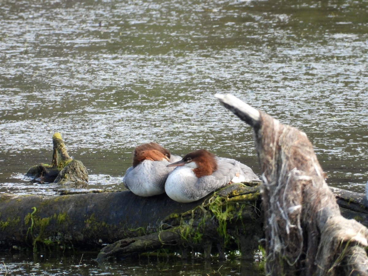 Common Merganser - ML629198165
