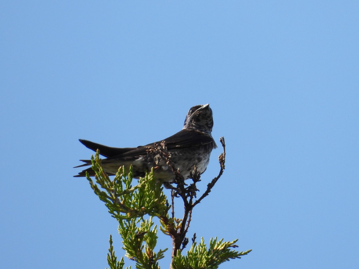 Purple Martin - ML629198235