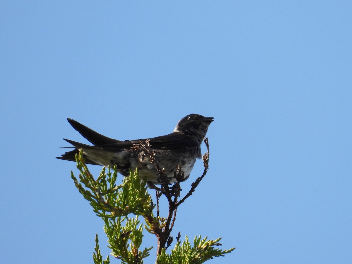 Purple Martin - ML629198236
