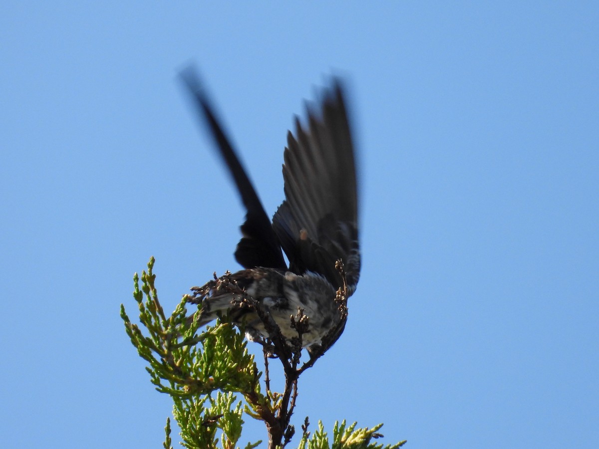 Purple Martin - ML629198237