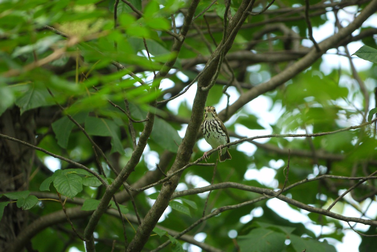Ovenbird - ML629198280