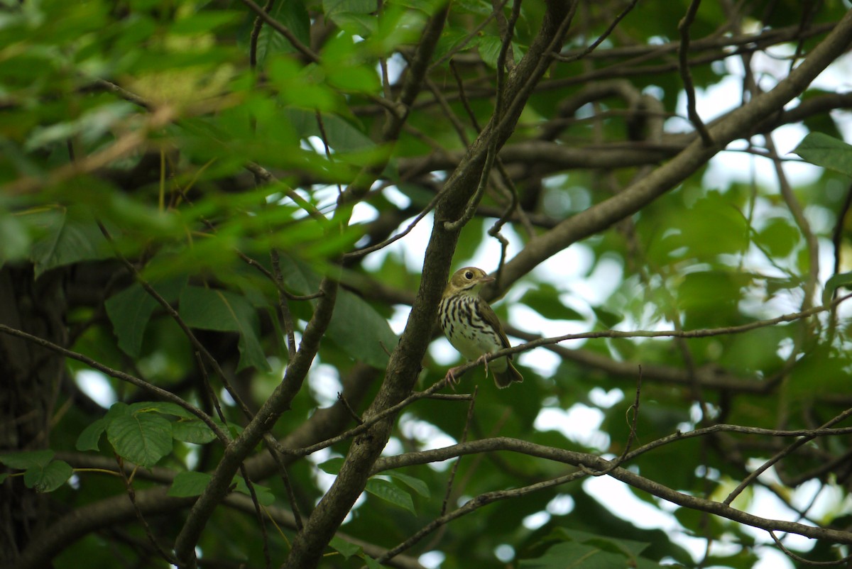 Ovenbird - ML629198281