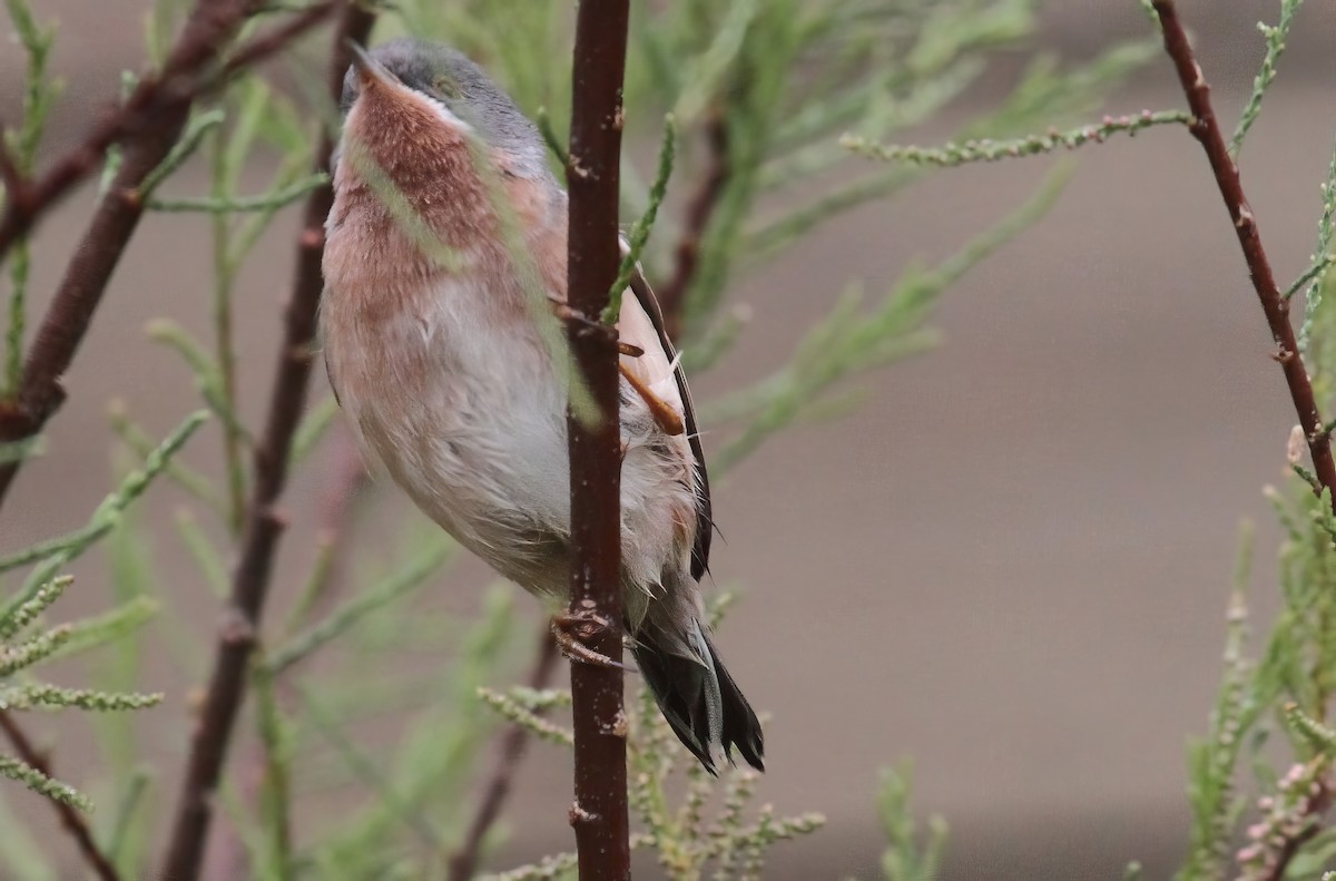 Eastern Subalpine Warbler - ML629198576