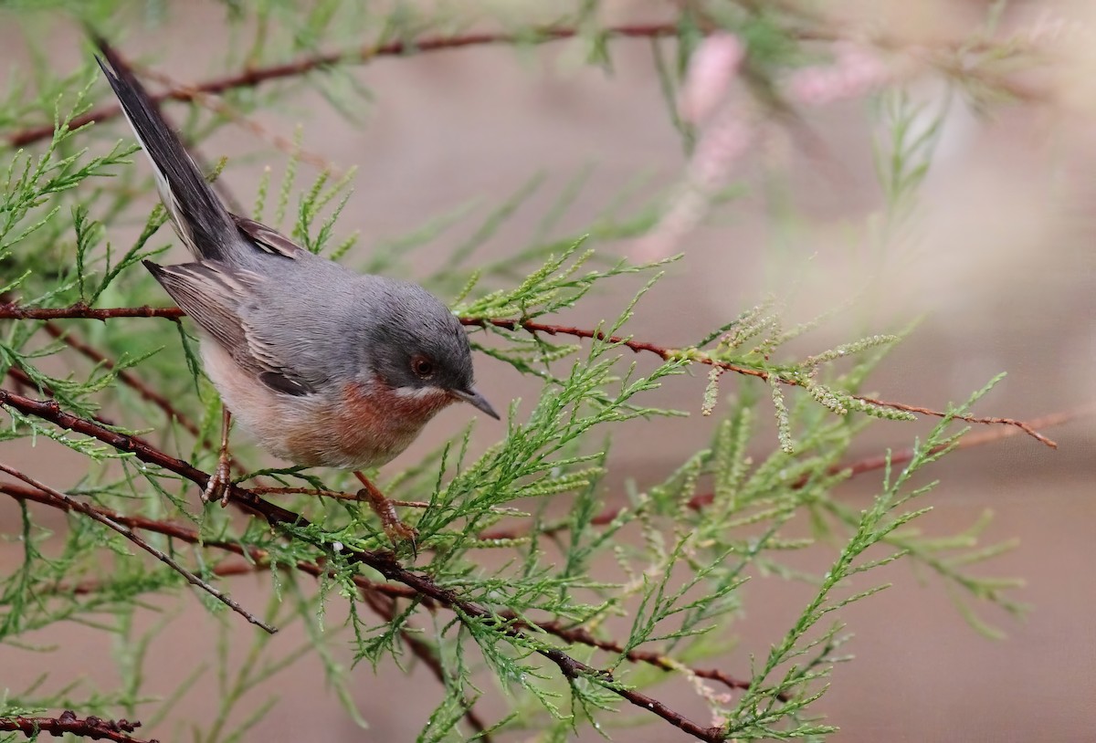 Eastern Subalpine Warbler - ML629198577