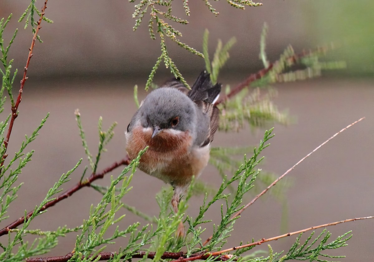 Eastern Subalpine Warbler - ML629198578