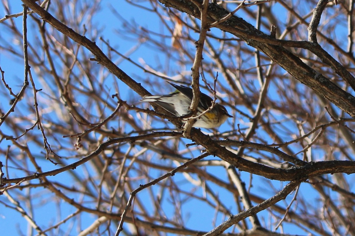 キヅタアメリカムシクイ（coronata） - ML629198586