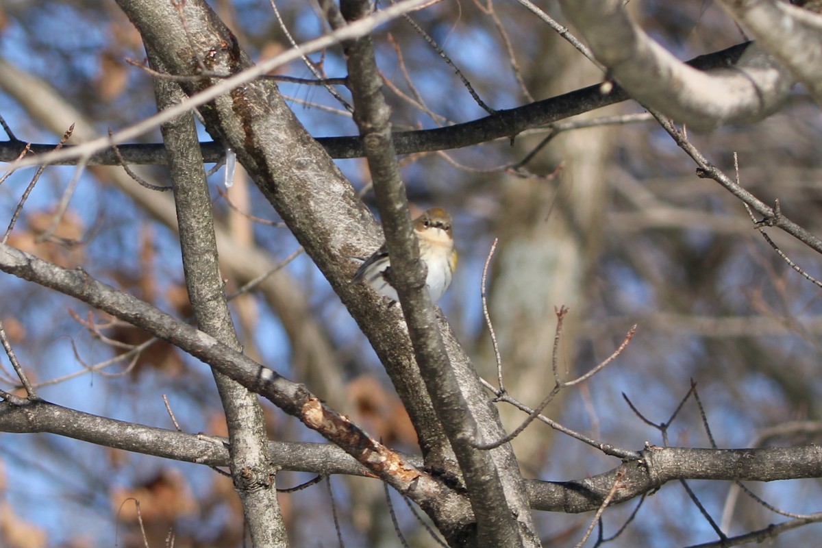 キヅタアメリカムシクイ（coronata） - ML629198589
