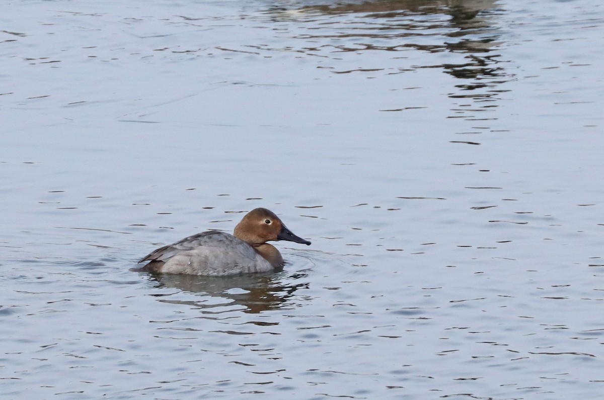 Canvasback - ML629198956