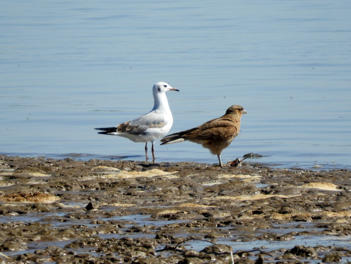 Chimango Caracara - ML629199076