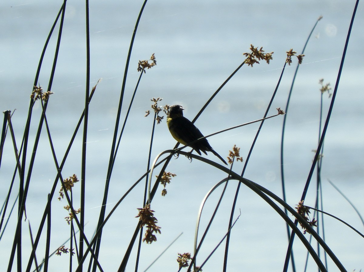 Unicolored Blackbird - ML629199112
