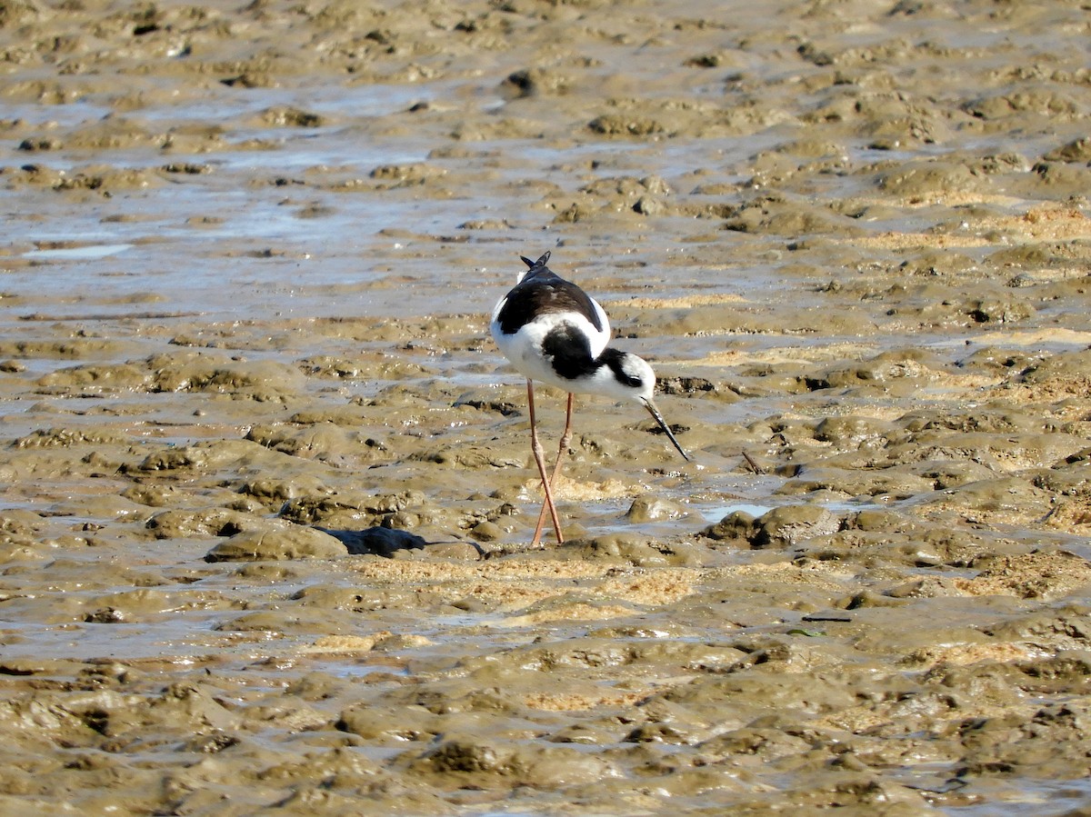 Black-necked Stilt - ML629199138