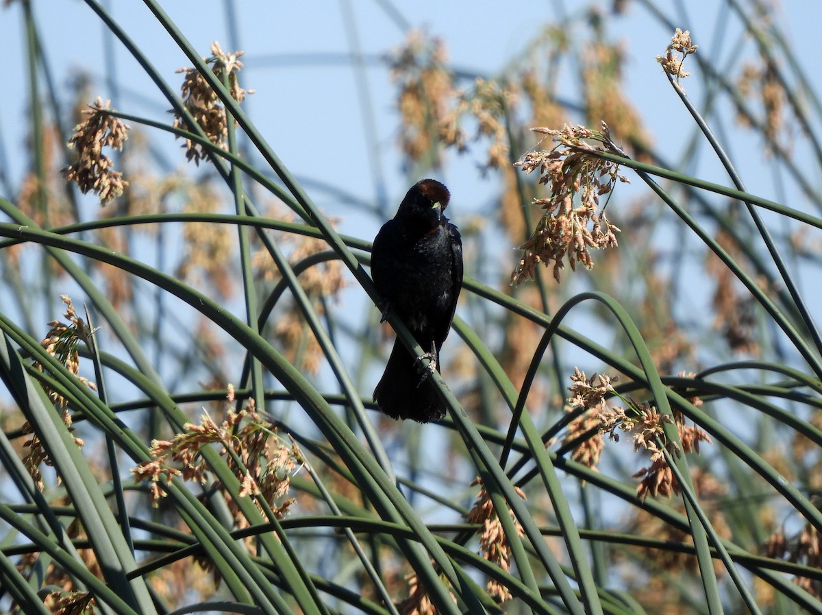 Chestnut-capped Blackbird - ML629199163