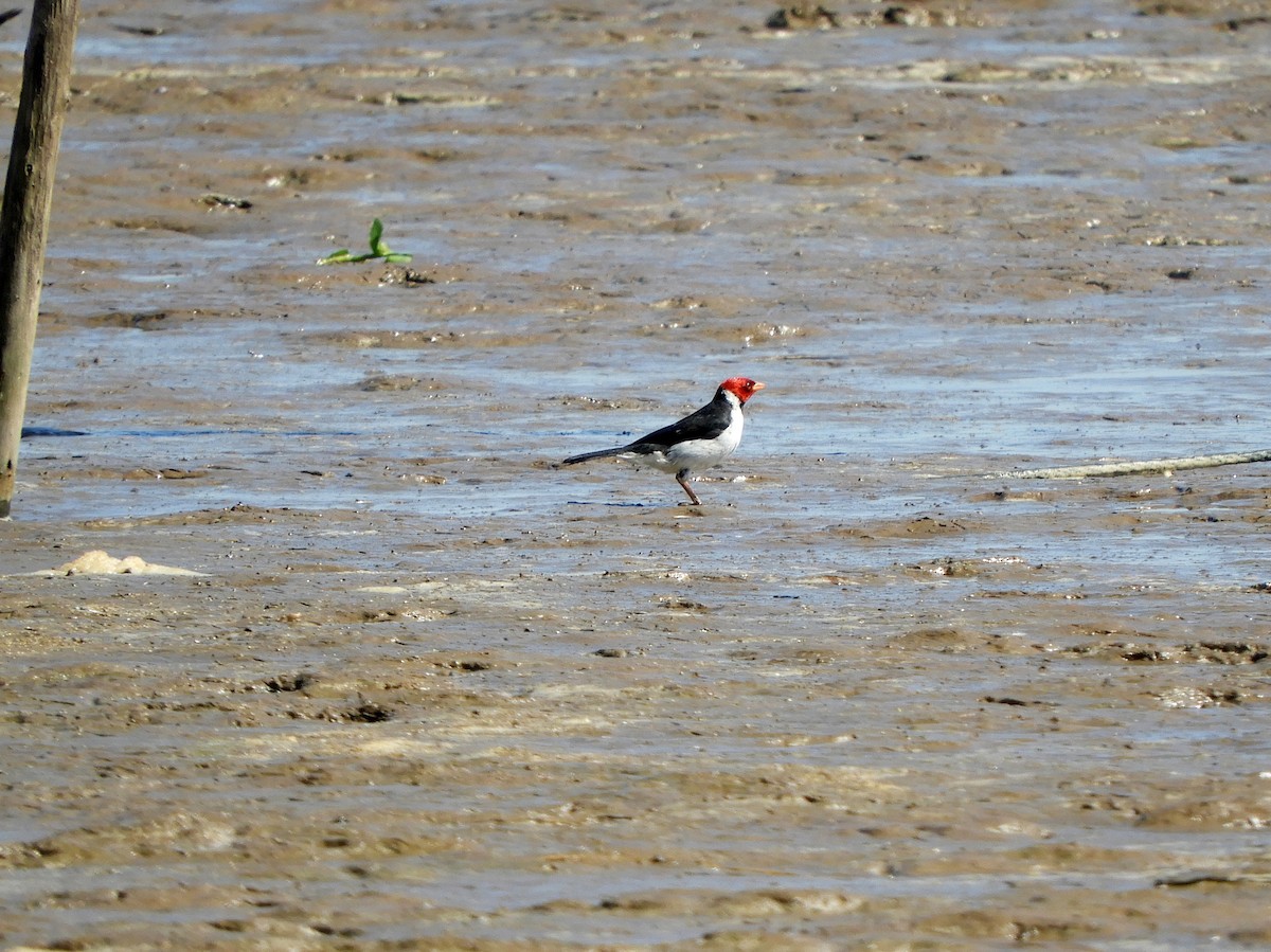 Yellow-billed Cardinal - ML629199170