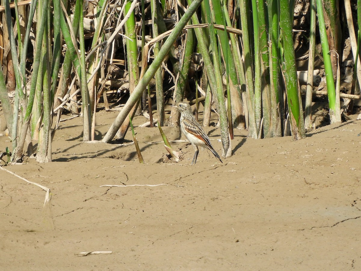 Spectacled Tyrant - ML629199231