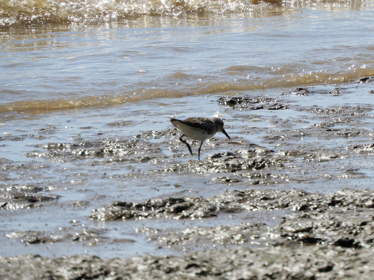 White-rumped Sandpiper - ML629199273