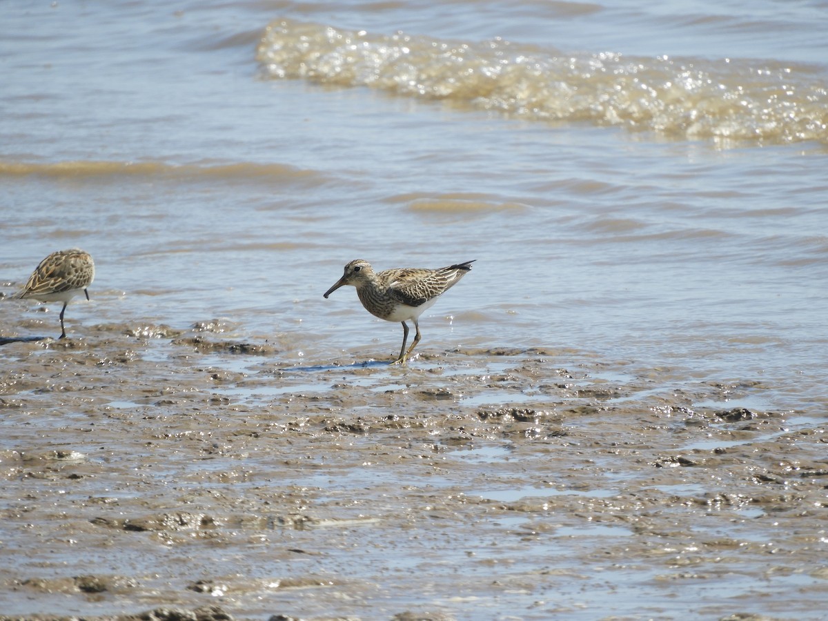 Pectoral Sandpiper - ML629199282