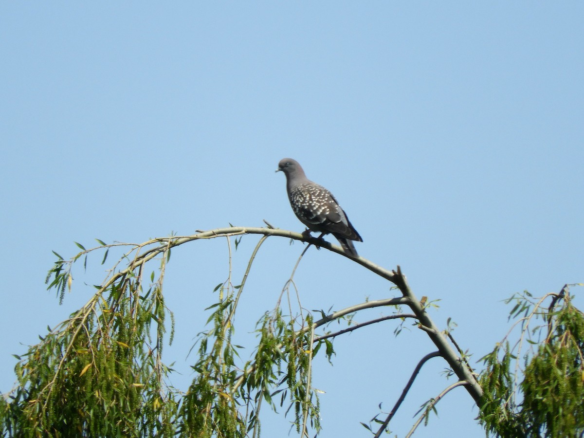 Spot-winged Pigeon - ML629199292