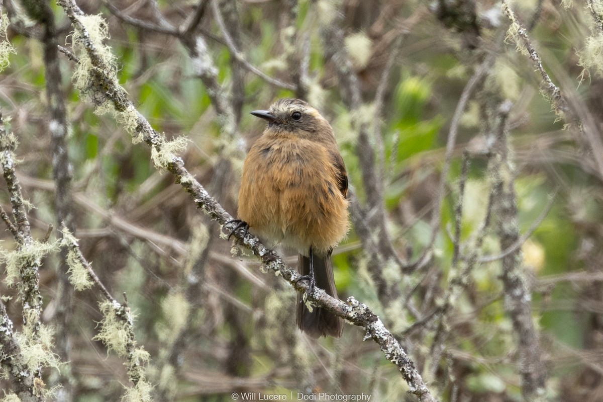 Brown-backed Chat-Tyrant - ML629199312