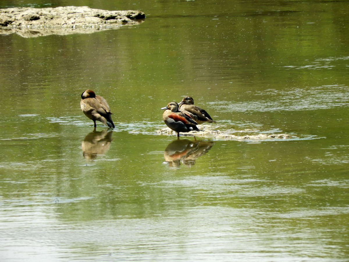 Ringed Teal - ML629199318
