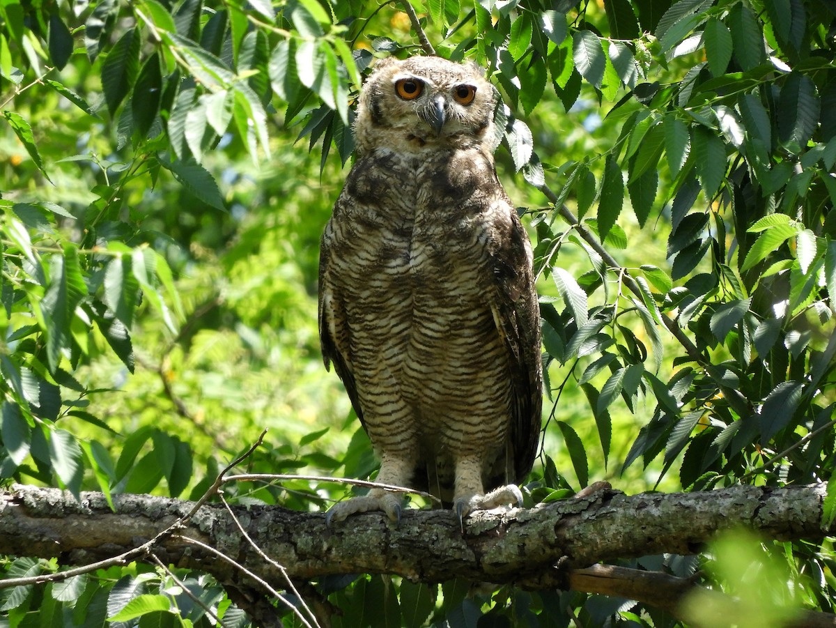 Great Horned Owl - ML629199348