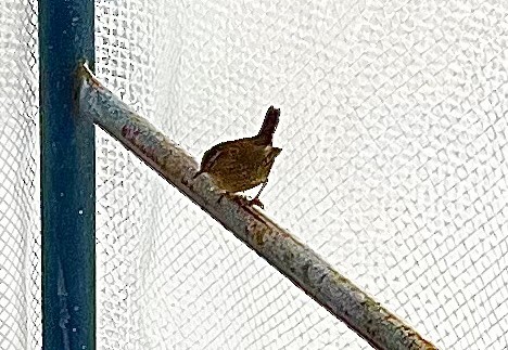 Winterzaunkönig - ML629199369