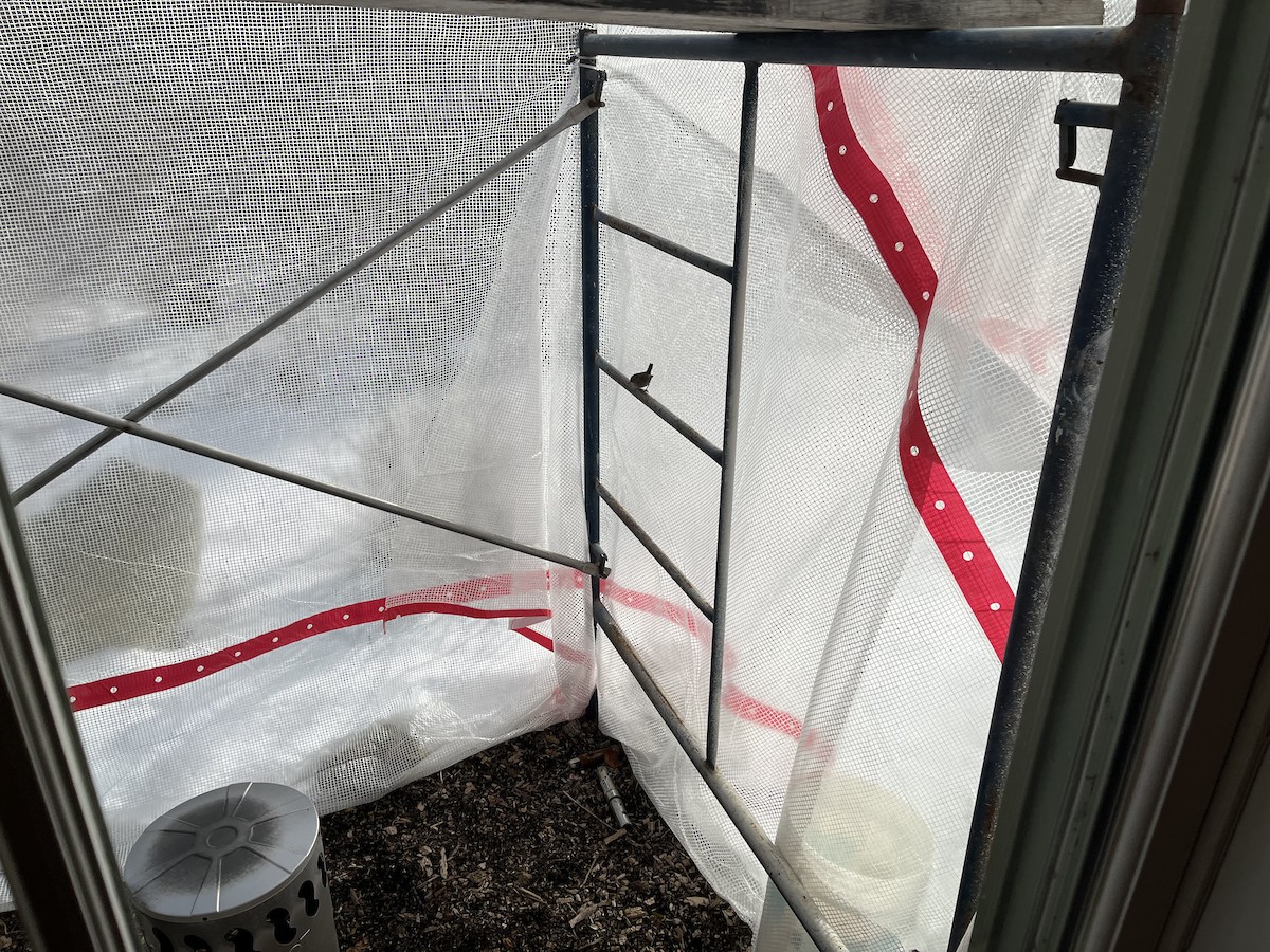 Winterzaunkönig - ML629199370