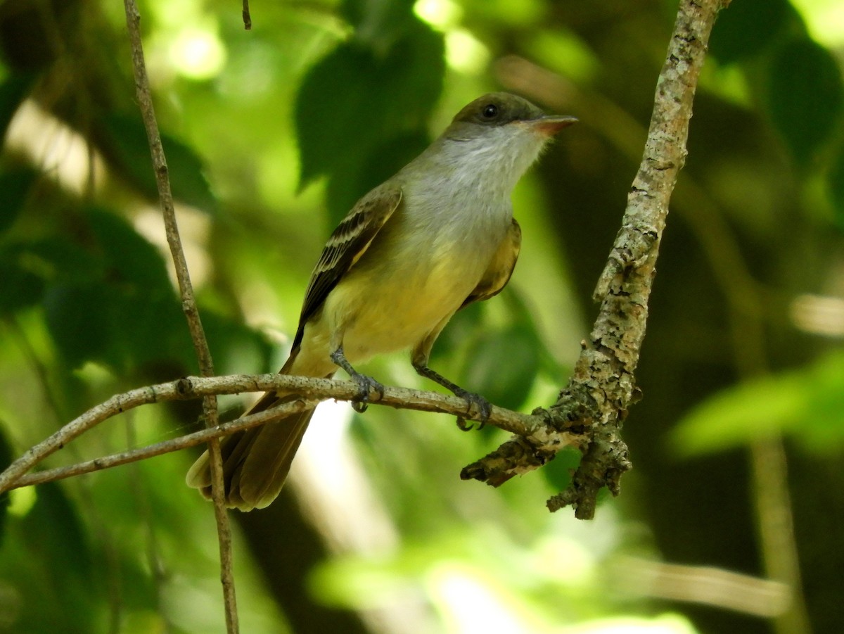 Swainson's Flycatcher - ML629199381