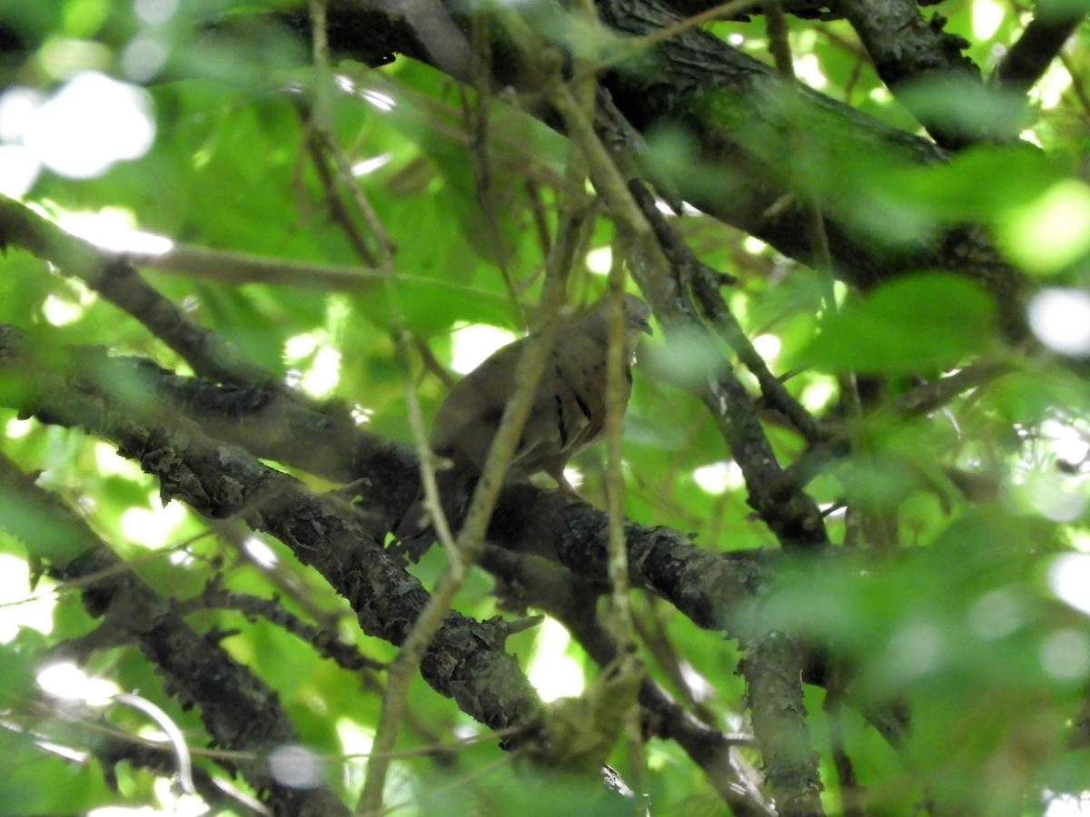 Ruddy Ground Dove - ML629199410
