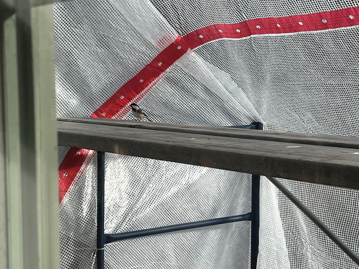 Schwarzkopfmeise - ML629199437