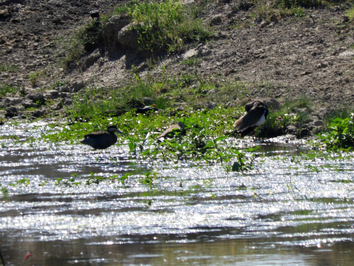 Silver Teal - ML629199452