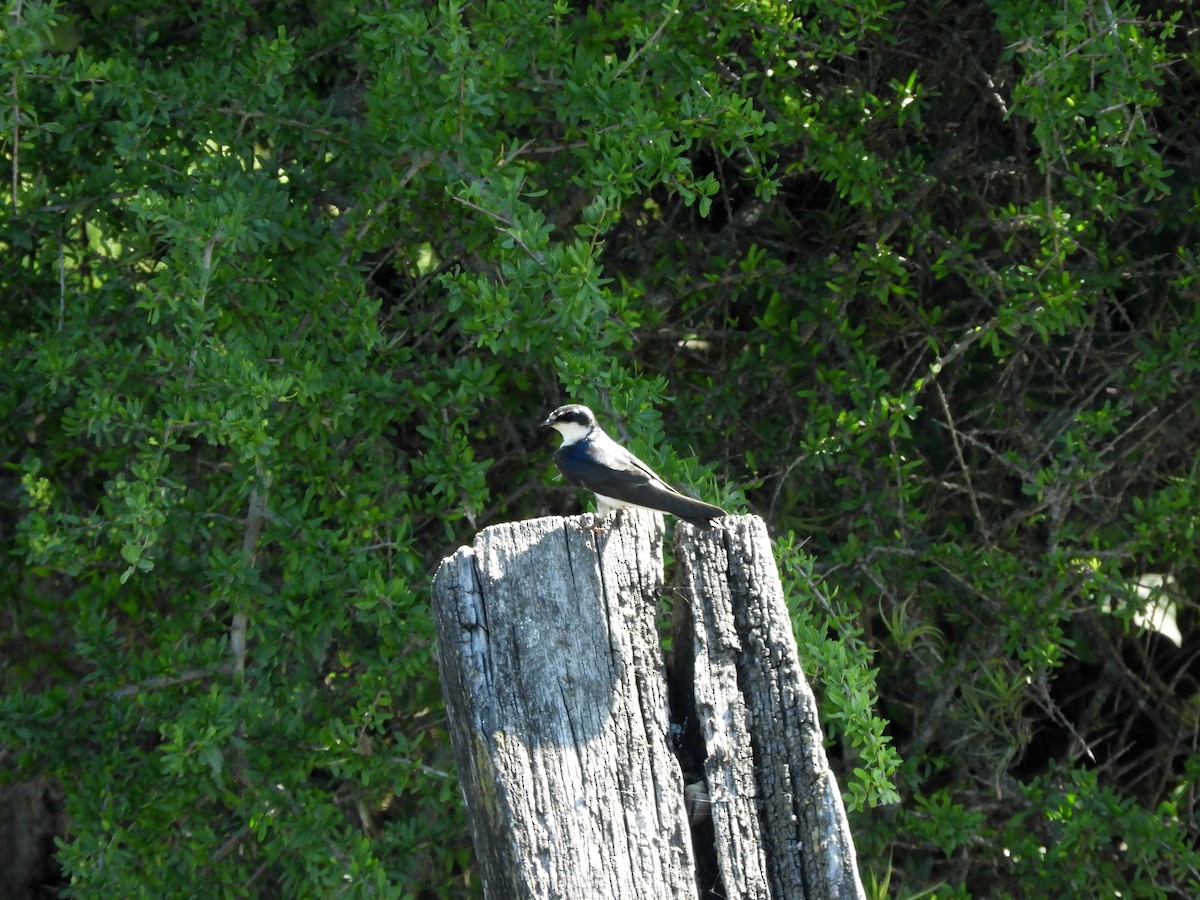 White-rumped Swallow - ML629199471