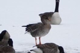 Taiga Bean-Goose - ML629199530