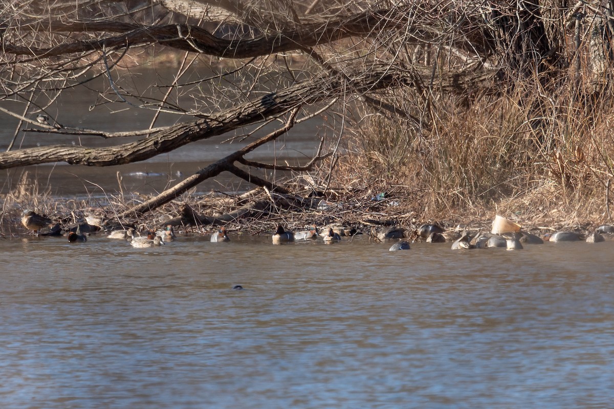 Green-winged Teal - ML629199556