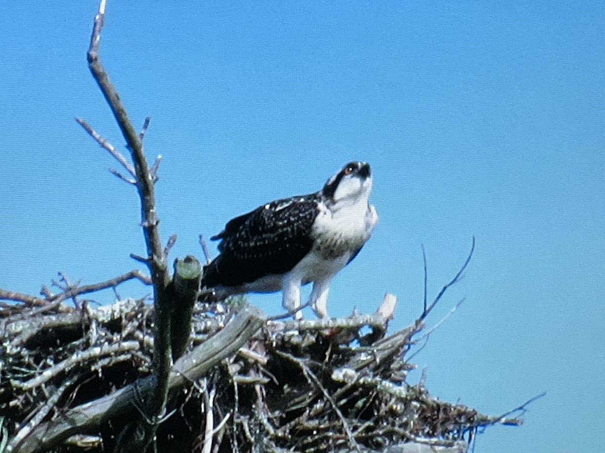 Balbuzard pêcheur - ML629199728