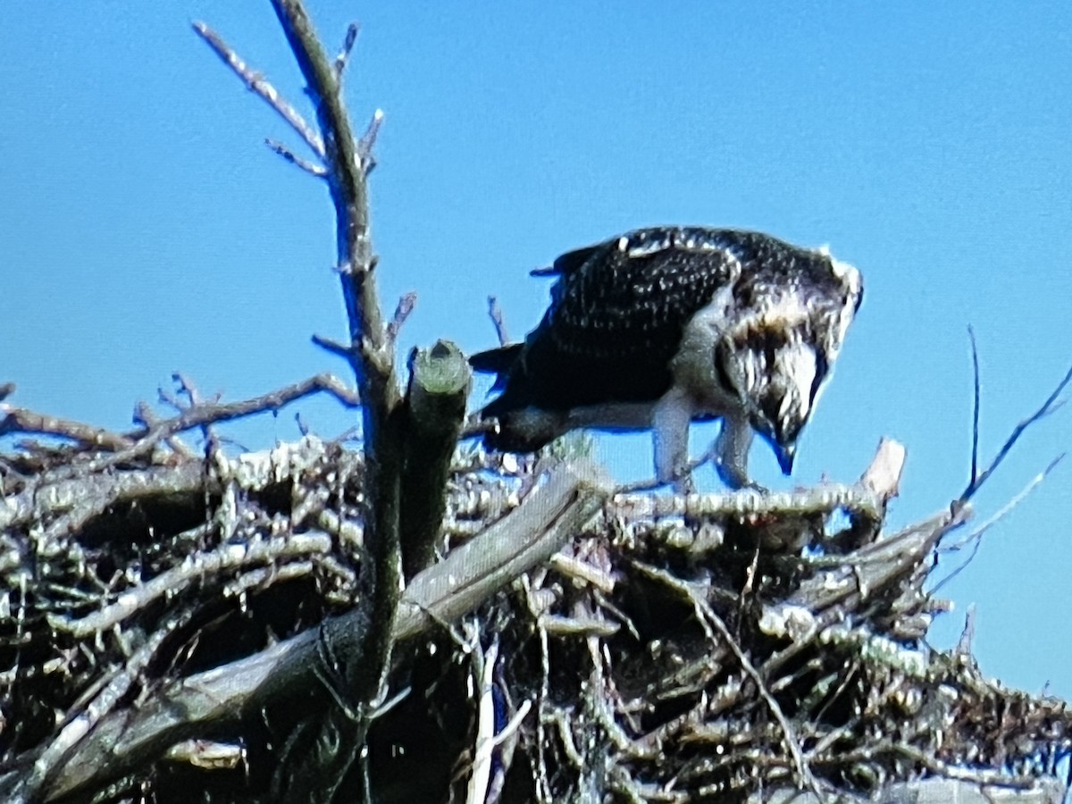 Balbuzard pêcheur - ML629199730