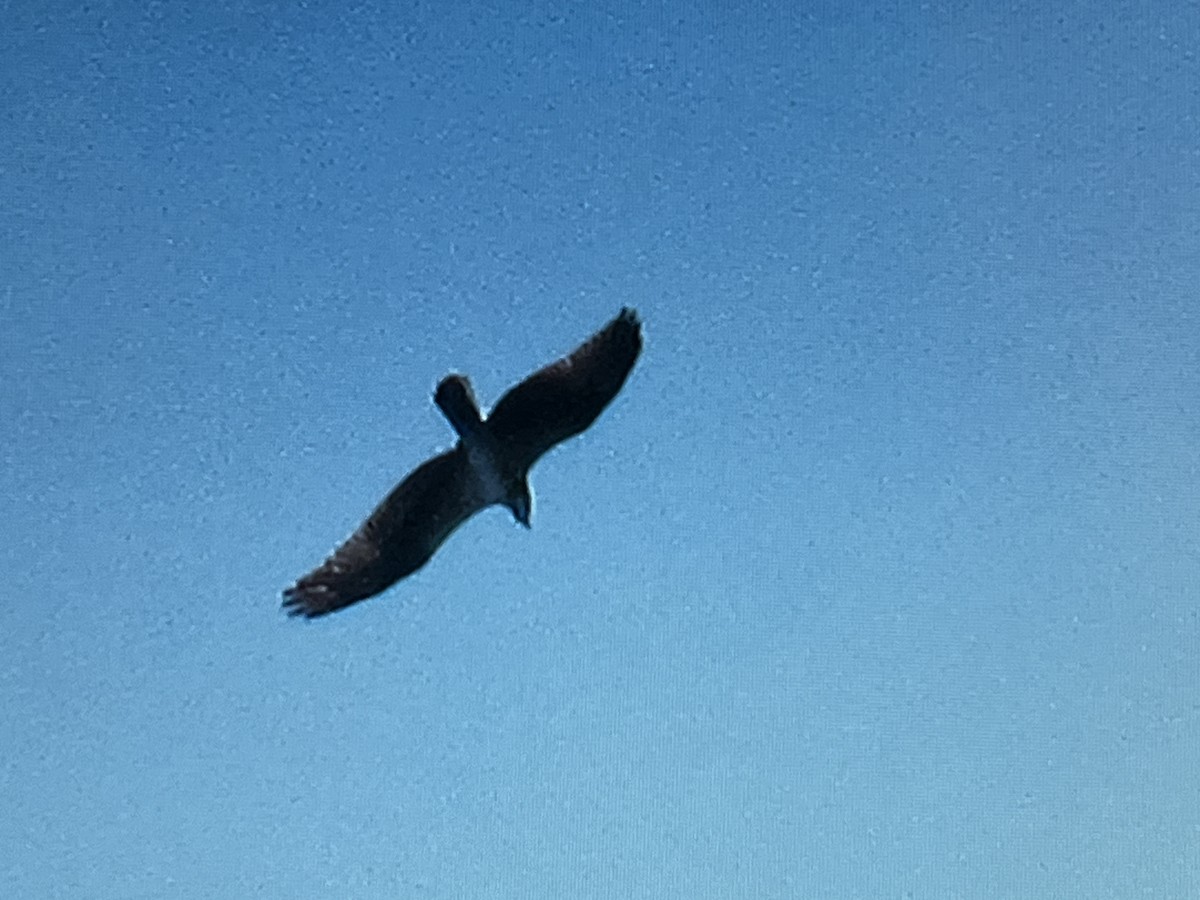 Balbuzard pêcheur - ML629199732