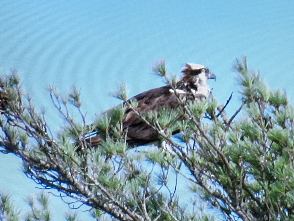 Balbuzard pêcheur - ML629199735