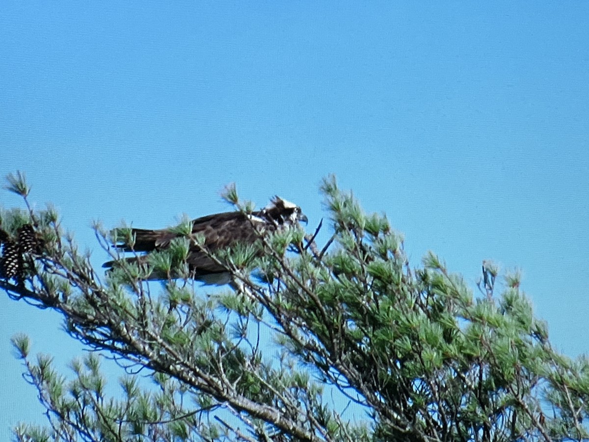 Balbuzard pêcheur - ML629199736