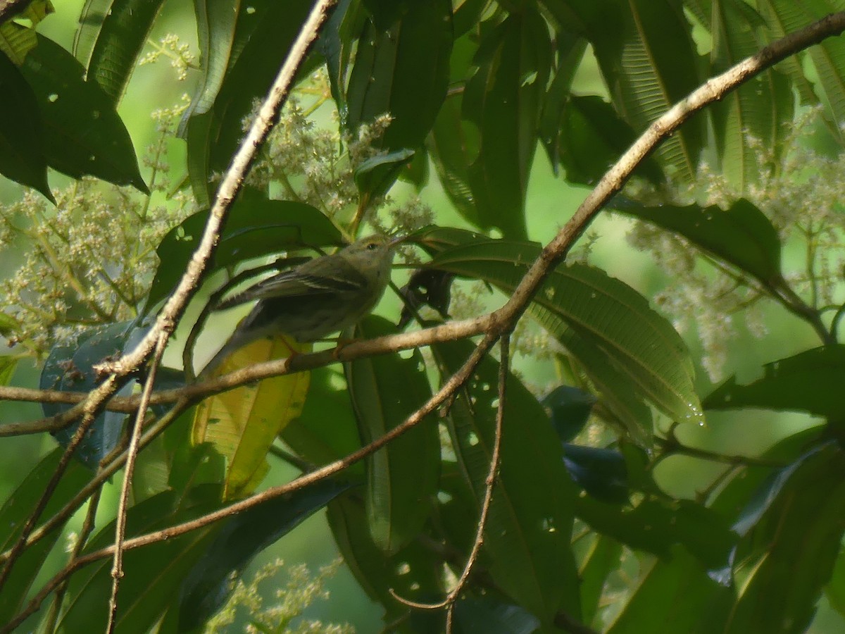 Blackpoll Warbler - ML629199861