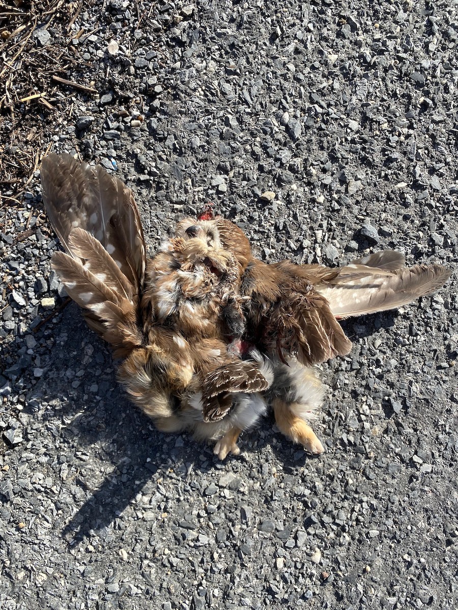 Northern Saw-whet Owl - ML629199983