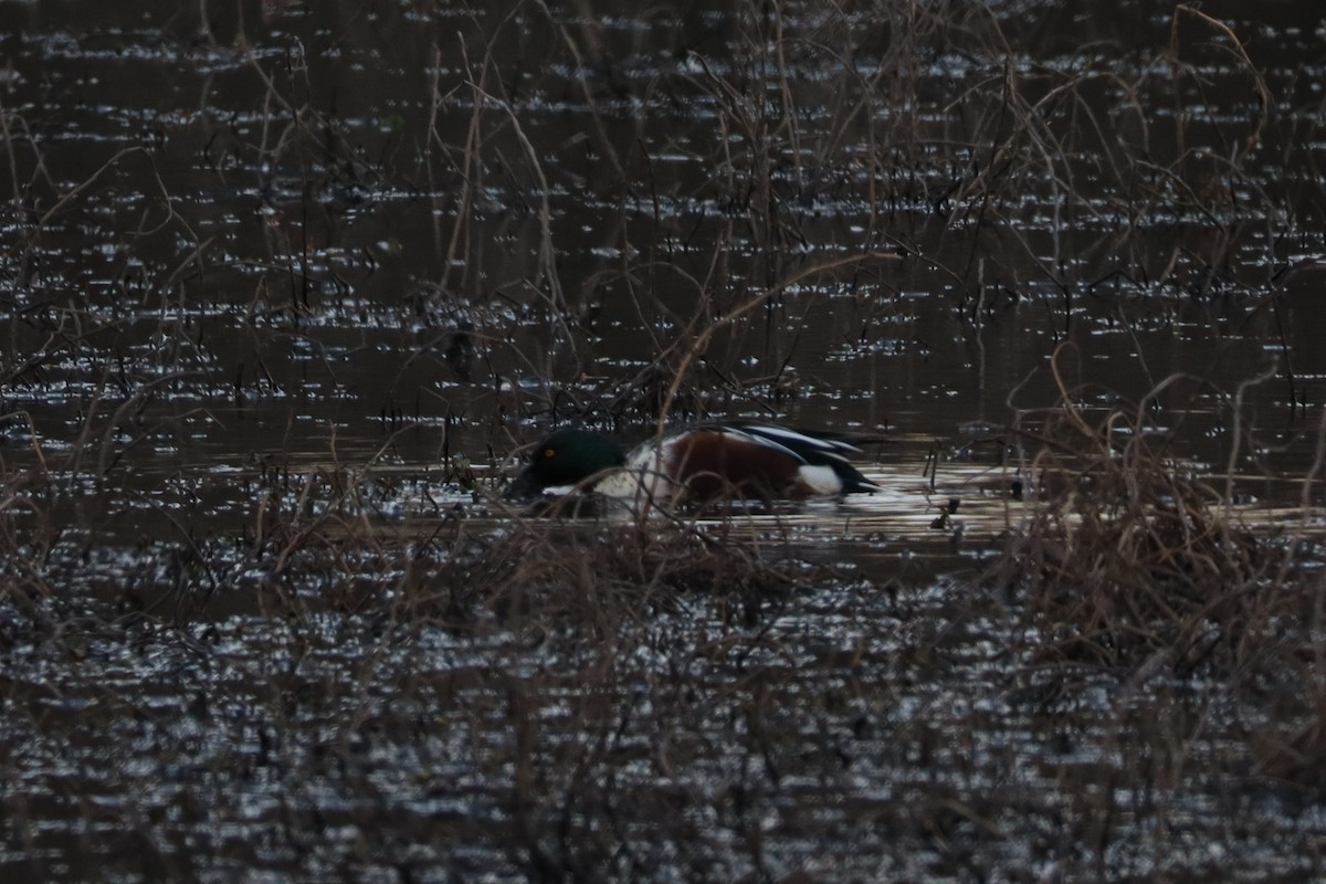 Northern Shoveler - ML629200093