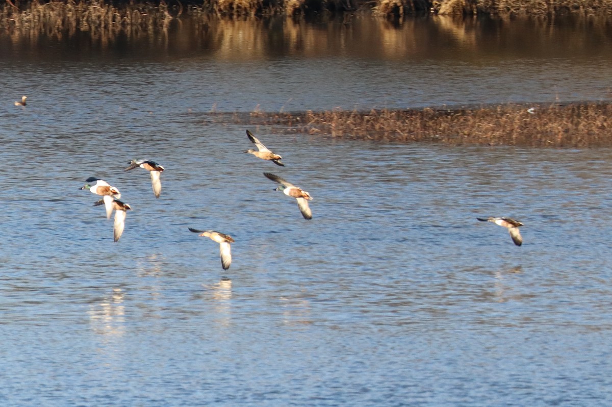 Northern Shoveler - ML629200094