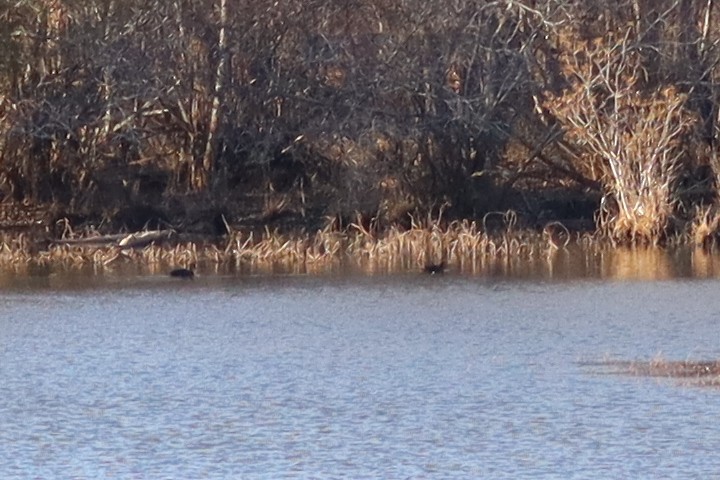 American Black Duck - ML629200108