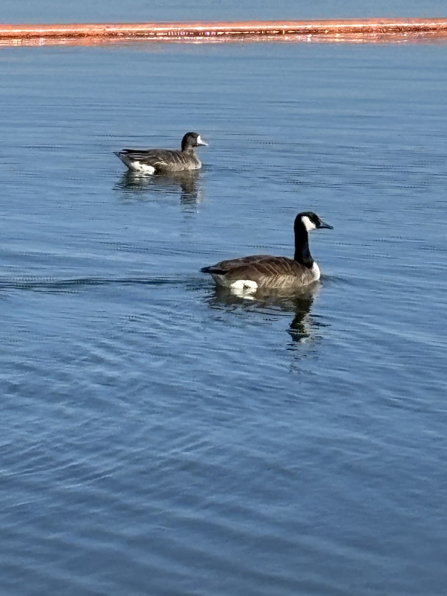 Greater White-fronted Goose - ML629200632